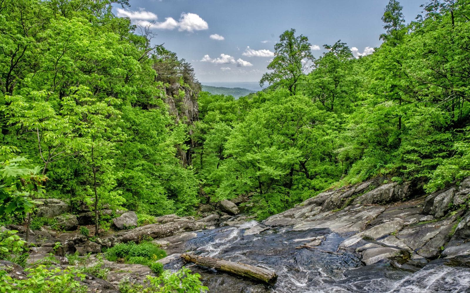 Green forest and stream, standing in for health and wellness programs
